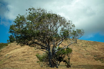 tree in the field