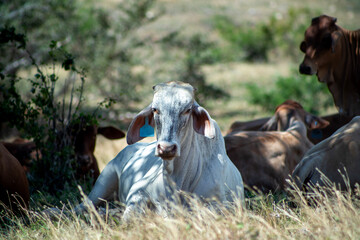 herd of cows and bulls