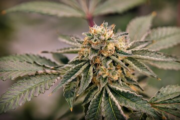 Closeup shot of Cannabis growing in the garden