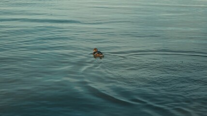 Cute little duck floating in the calm lake