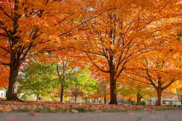 Landscape of park road with autumn colorful trees in the summer