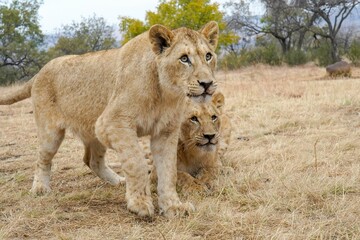 Closeup of two wild lions standing in a field staring at something carefully