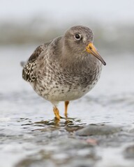 Closeup shot of sea sandpiper bird looking for food on the rocky lake