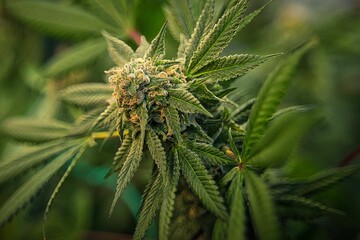 Closeup shot of Cannabis growing in the garden