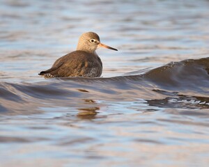 Small grey bird floating in sea waves