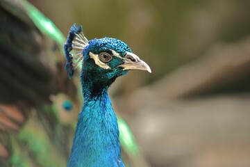 Closeup shot of a peacock against a blurred background