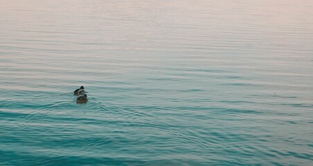 Cute little ducks floating in the calm lake