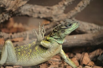 Closeup shot of a wild iguana against a blurred background