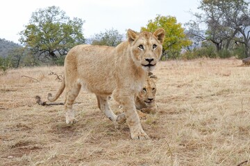 Closeup of two wild African lion cubs in a Safari