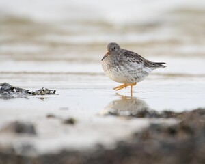 Closeup shot of sea sand piper bird looking for food on the rocky lake