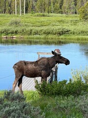 Fototapeta premium young bull moose standing by the river in Island Park Idaho, greater Yellowstone ecosystem