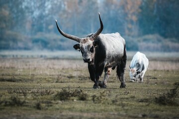 Beautiful Hungarian gray cow with big horns walking in the field