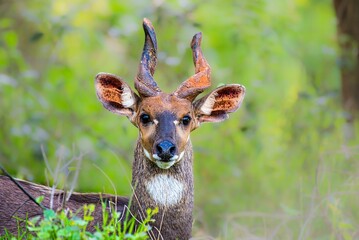 Closeup of a beautiful antelope with curved horns in nature
