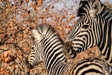 Closeup of beautiful zebras near autumn trees during daytime
