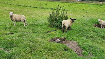 Obraz premium Flock of fluffy white sheep in a green field