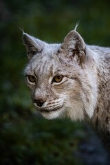 Closeup shot of a lynx with brown eyes