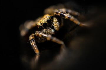 Closeup of a scary jumping spider on a blurred background