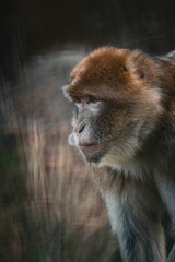 Closeup shot of a monkey with blurry background