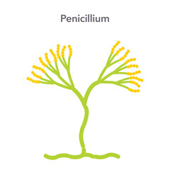 Penicillium mold fungi science vector illustration