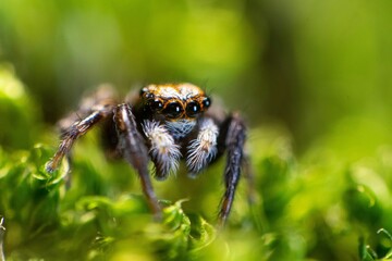 Closeup of a scary jumping spider on a green blurred background