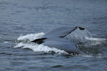 Fototapeta premium Whale swimming in the ocean