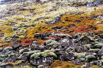 Beautiful shot of rocks covered in colorful moss