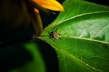 Insect on a green leaf