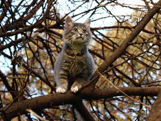 Naklejka na ściany i meble Closeup of a cute fluffy European cat sitting on a tree branch