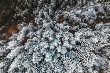 Drone shot of snow-covered trees in a forest, cool for the background