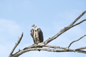 Closeup shot of a vulture perched on a branch of a tree against the blue sky