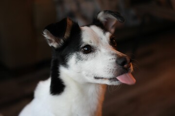 Closeup of a black and white Rat Terrier against the blurred background