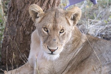 Closeup shot of a lioness lying before a trunk in a safari and looking at the camera