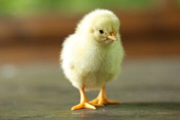 Cute chick on wooden surface, closeup. Baby animal