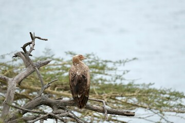 Closeup shot of a Pallas's fish eagle perhed on a dry branch on the background of snow