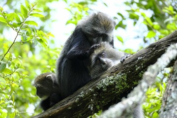 Low angle closeup shot of an ape grooming the fur of its friend on a tree