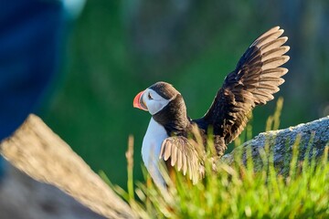 Cute and adorable Puffin, fratercula, on a cliff in Norway.