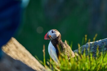 Cute and adorable Puffin, fratercula, on a cliff in Norway.