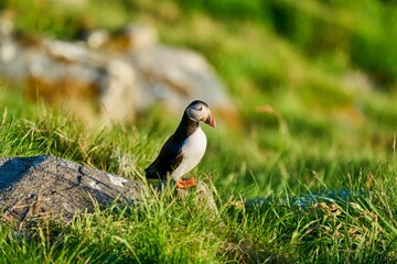 Cute and adorable Puffin, fratercula, on a cliff in Norway.