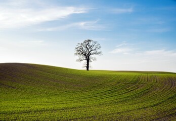 Fototapeta na wymiar Beautiful view of a lone tree on a green hill with fresh grass during sunrise