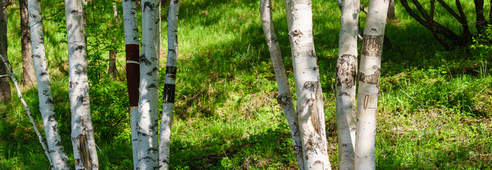 Panoramic view of birch forest . silver birch.
