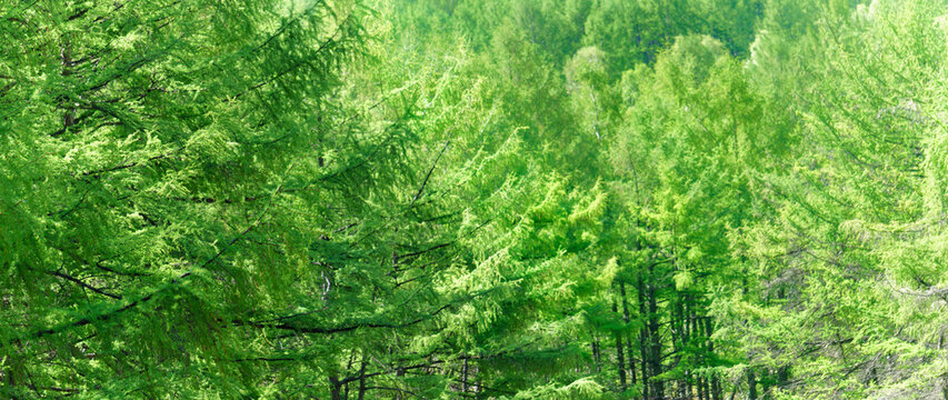 panoramic view of larix gmelinii forest. Larix gmelinii forest, Pinaceae trees, with plenty green leaves in summer season. Larix gmelinii, known as the Dahurian larch