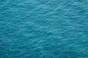 Cute and adorable Puffin, fratercula, flying in Norway.