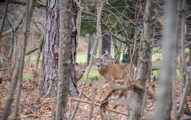 Deer in the winter
