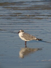 Vertical shot of adorable Laughing gull standing in shallow water by Anna Maria Island, Florida