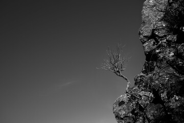 Scenic view of a dried tree in a cliff shot in grayscale
