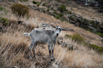 Scenic view of a Majorera with a collar in a slope of a hill