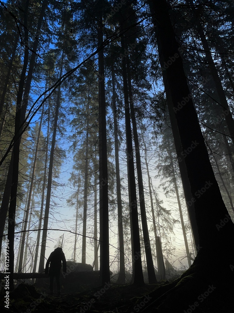 Poster vertical low-angle shot of a man near the tall trees in a forest in mist