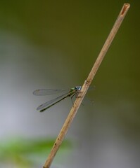 Vertical closeup shot of a damselfly on a wooden stick.