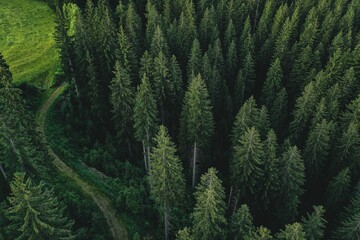 Fototapeta na wymiar Aerial shot of a pine forest.