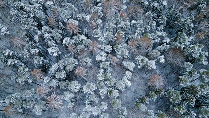 Aerial shot of trees covered in snow.